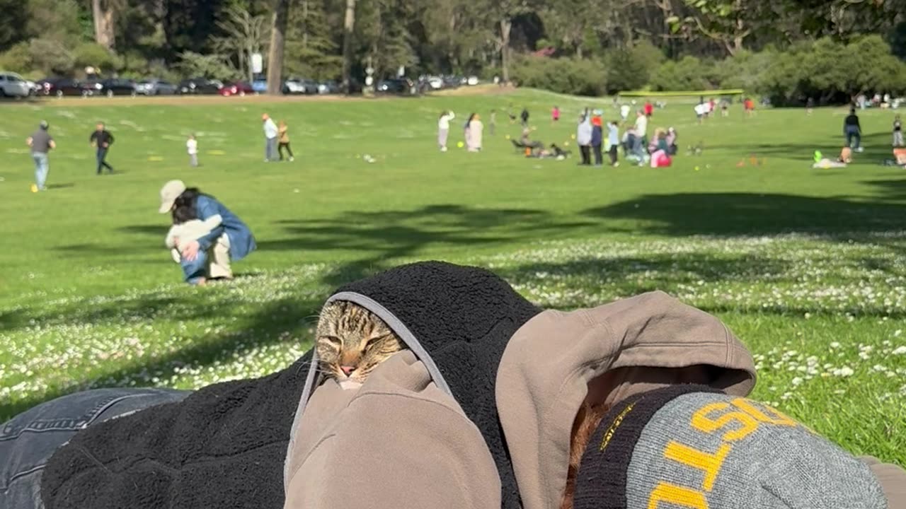 Cat Napping in a Sweater