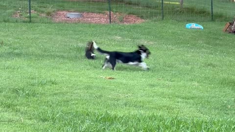 Pup and Skunk Morning Shenanigans