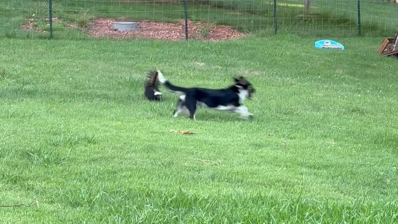 Pup and Skunk Morning Shenanigans