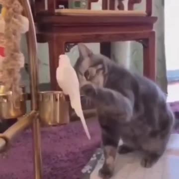 What’s the cat thinking? 😅