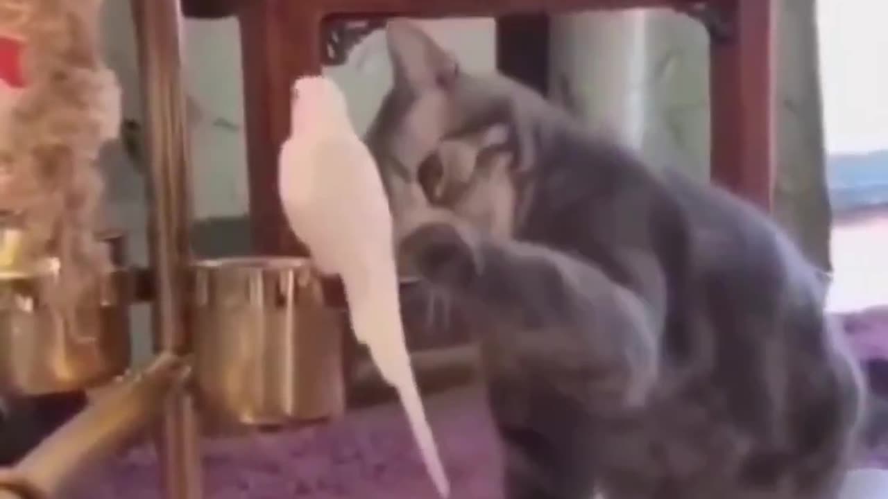 What’s the cat thinking? 😅