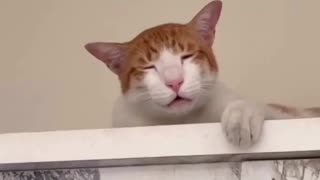 😂🌙 The Most Polite Animal You'll Ever See! | FunFM