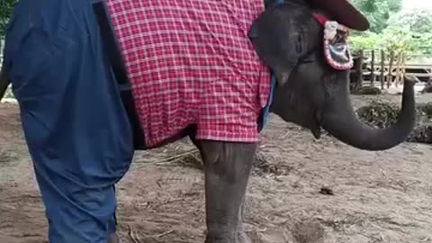 Funny videos 😂 of elephants