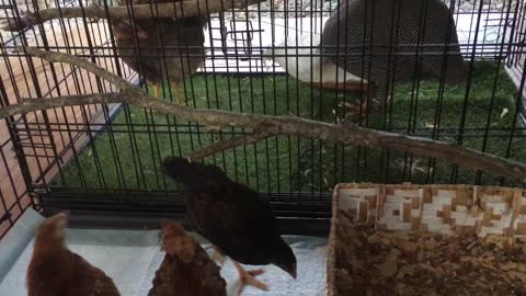 Cook rice noodles for chickens