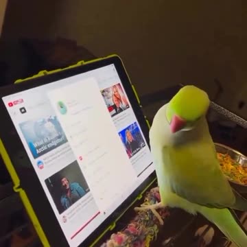 Parrots are intelligent enough to understand touch screen interfaces.