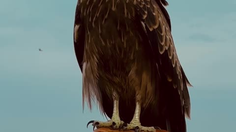Nature and Animals