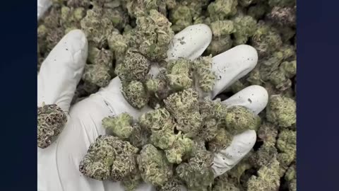 Runtz x Jealousy THCa Flower | Balanced Hybrid | Sweet Candy Gas | Euphoric & Calming | Bulk #thca