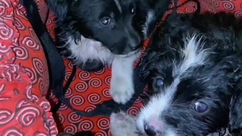 🐾❤️ Ukraine Russia War | Caring for Cats and Dogs Amidst Over Two Years of Conflict | RCF