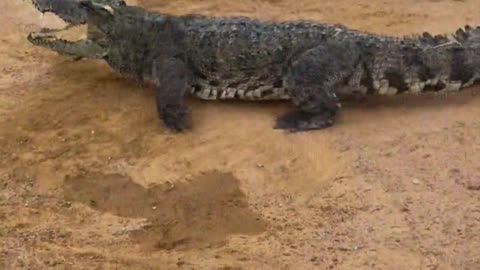 Crocodiles are afraid of shovels.