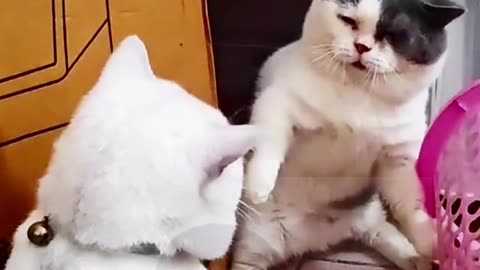 Funny cat video😄😀🤪