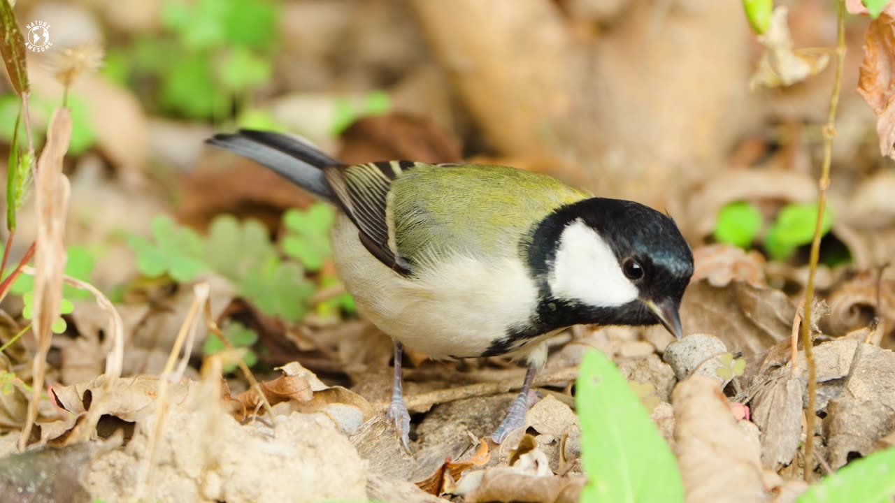Most Beautiful Birds