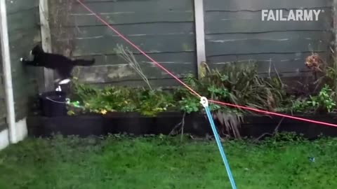 A Cat With Infinite Rizz | Funny Cat Compilation