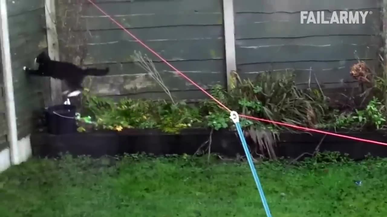 A Cat With Infinite Rizz | Funny Cat Compilation