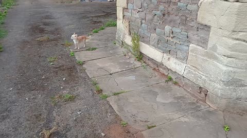 The guard dog warding off film makers