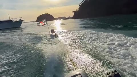 Pirate French Bulldog Surfs Behind Boat