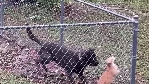 Funny pets 😁 😂😁