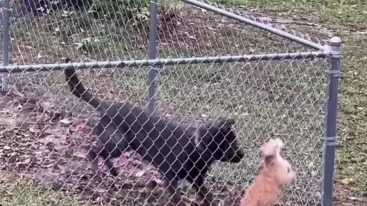 Funny pets 😁 😂😁