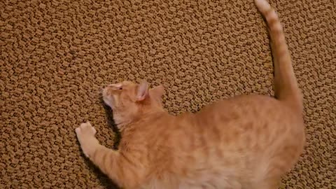 Orange Cat Crawls Sideways in Circles