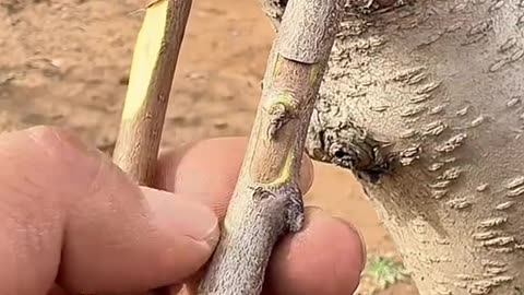How to Breeding Ep (11)