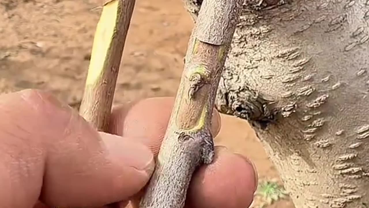 How to Breeding Ep (11)