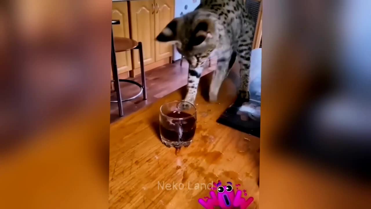 You Laugh You Lose Funny Animals Videos 2025 Part 18