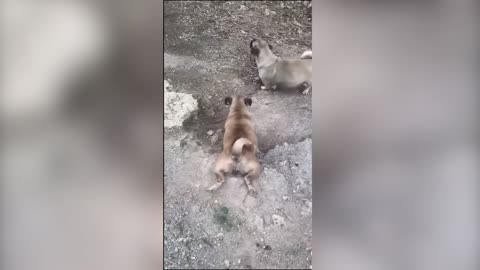 "LOL! 15 Hilarious Animal Fails That Will Make You Laugh Out Loud!"