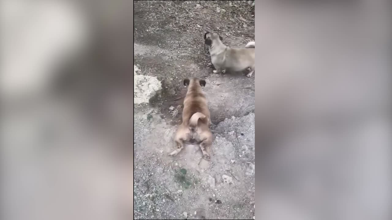 "LOL! 15 Hilarious Animal Fails That Will Make You Laugh Out Loud!"
