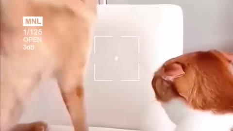Cats funny moments