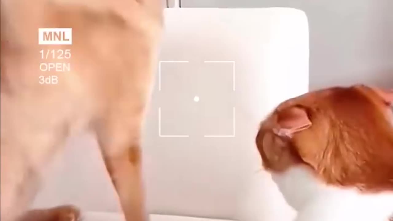 Cats funny moments