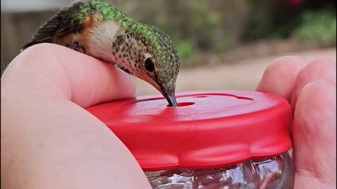 Allen's Hummingbird Feeds From Hand