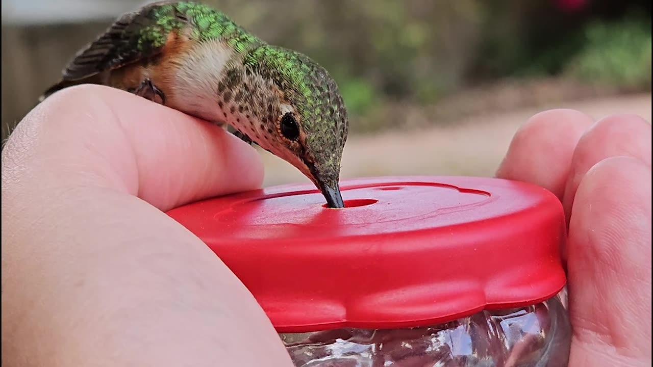Allen's Hummingbird Feeds From Hand