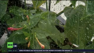 RT DE Live-TV