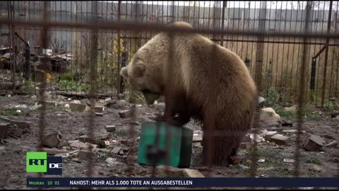 RT DE Live-TV