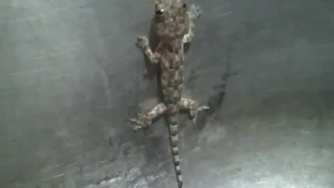 Gecko is caught in the sink, it seems to move its tongue a few times [Nature & Animals]