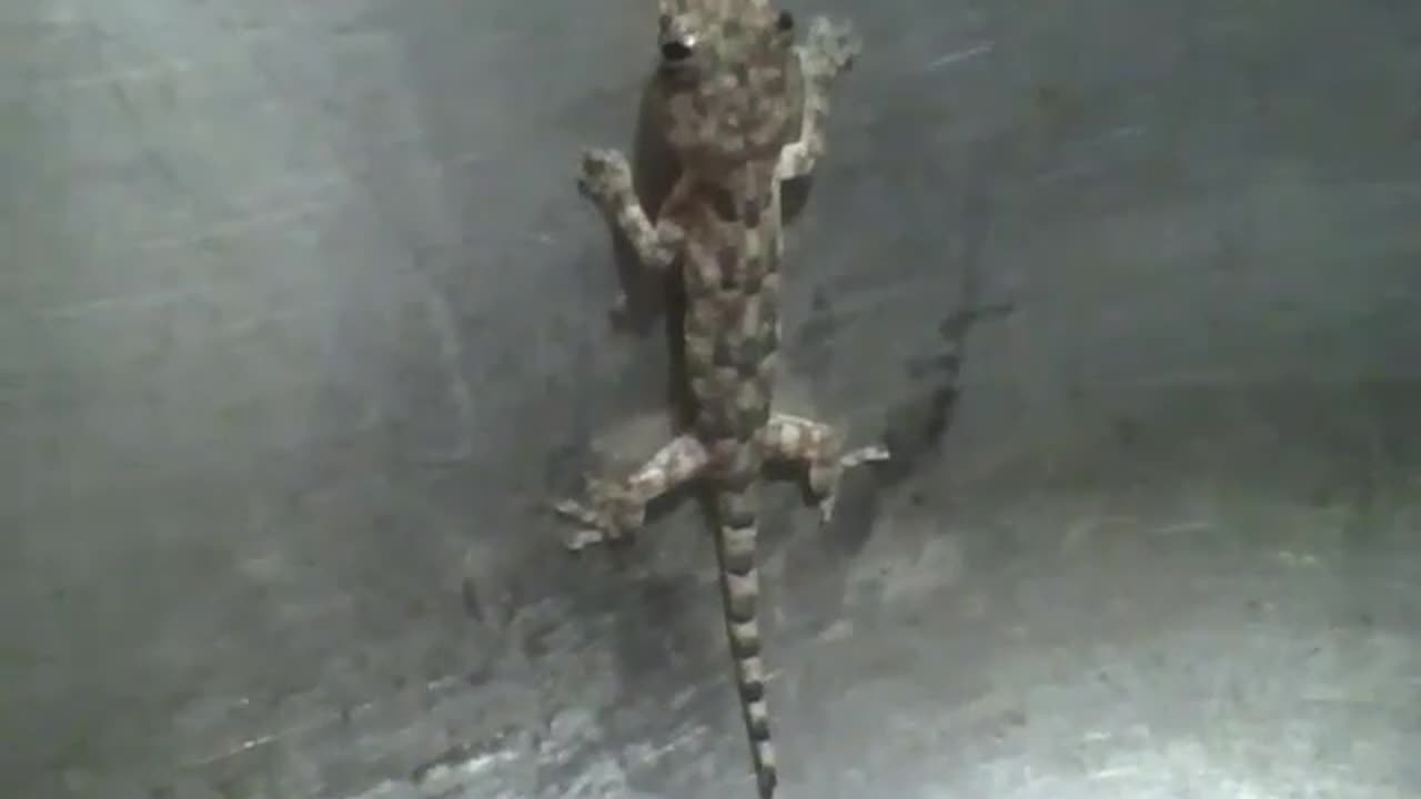 Gecko is caught in the sink, it seems to move its tongue a few times [Nature & Animals]