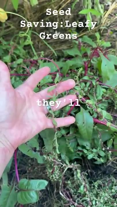 Save Seeds: The Secret To Growing Leafy Greens Year After Year for Free!