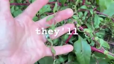 Save Seeds: The Secret To Growing Leafy Greens Year After Year for Free!