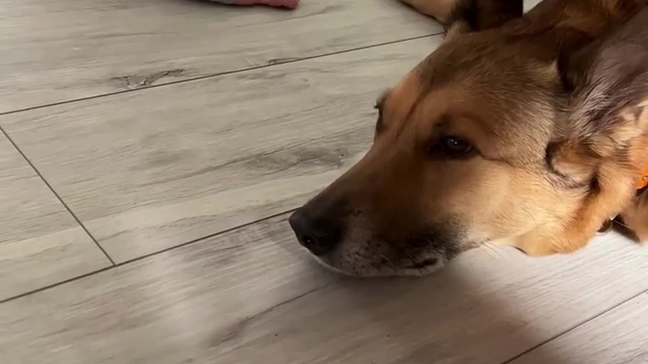 Awaken the Optimist in Your Dog! Transform Fear, Stress & Aggression Into Calm Confidence