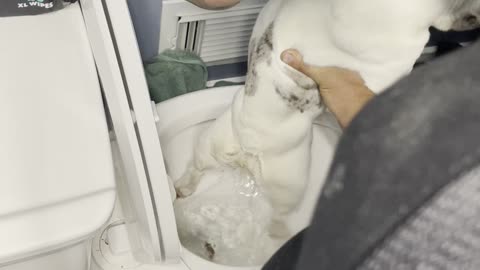 Dirty Frenchie Meets Bidet