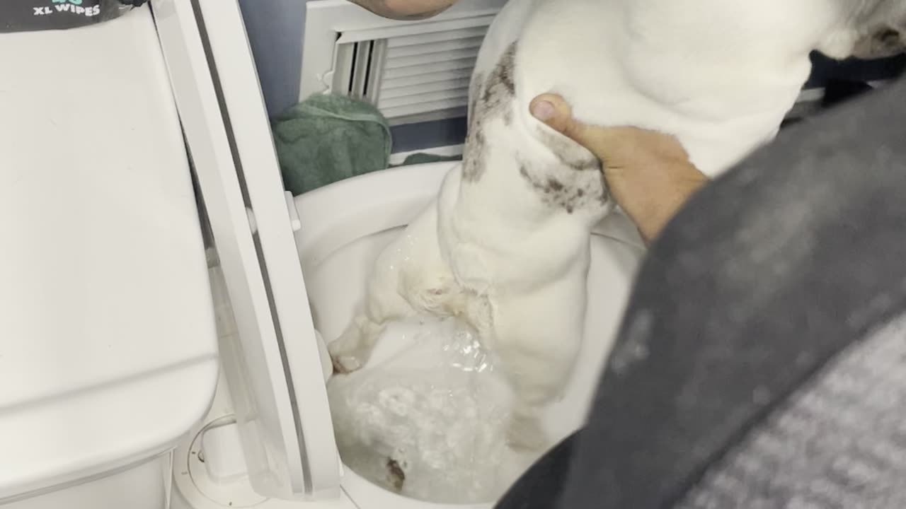 Dirty Frenchie Meets Bidet