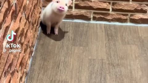 Piggy