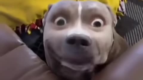 Animals Funny Video