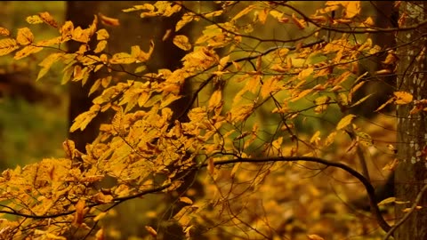 I Will Always Love You (art rock ballad) - Igor Lisul