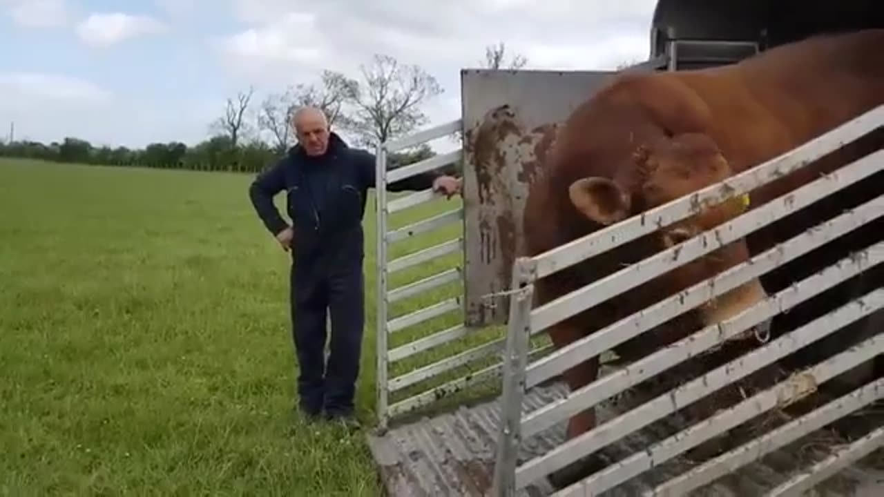 Beautiful Red Cows