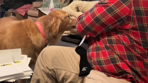 Tater Tot the Golden Retriever Helps With Christmas Card Prep