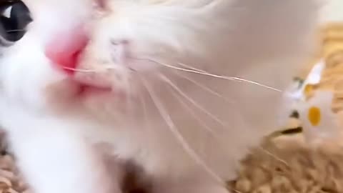 Rate This Cute Kitten 😻