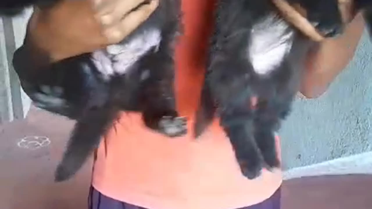 Pet dog part 4
