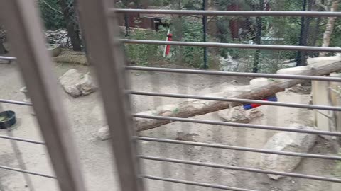Cheyenne Mountain Zoo Part 8