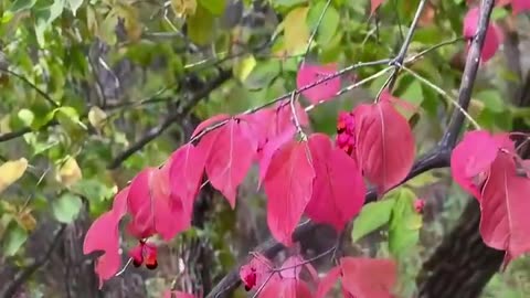 Running Strawberry Bush(Euonymus obovatus), a really unique plant