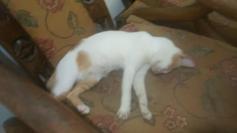 cuwi sleep
